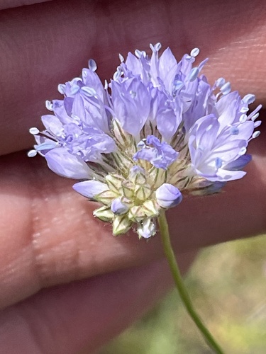 bluehead gilia (Gilia capitata)