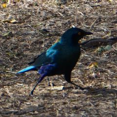 Lamprotornis chalybaeus