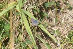 Zizina otis labradus