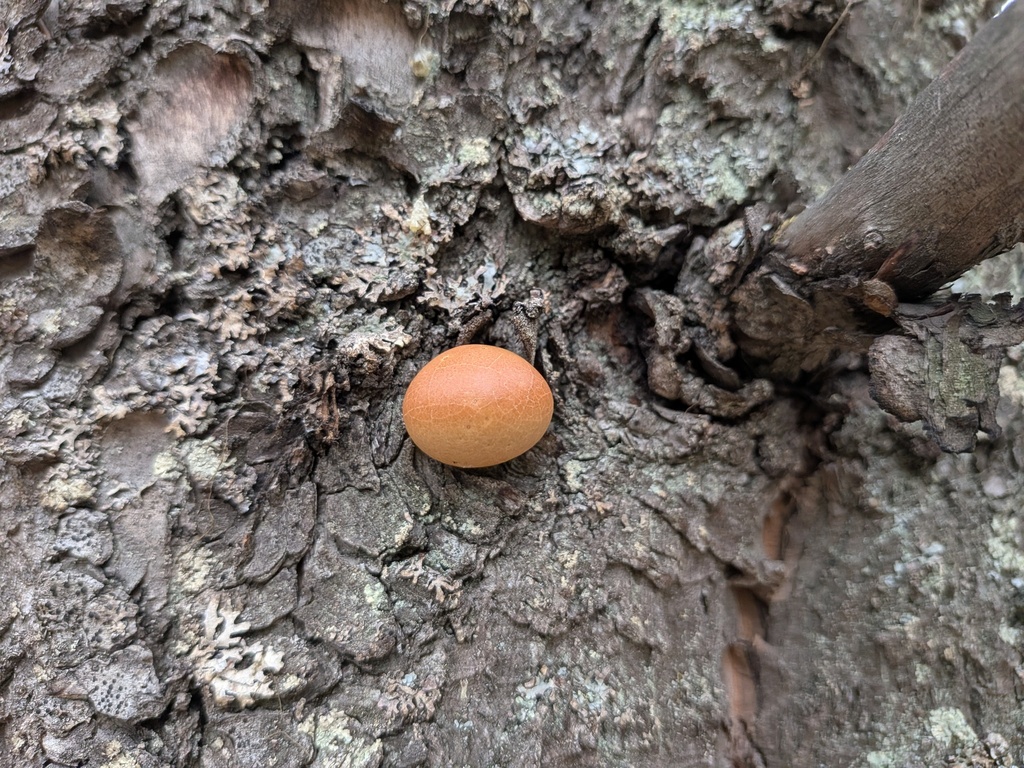 Cryptoporus volvatus · March 2026 · photo: © kalvinchan (iNaturalist, cc-by)
