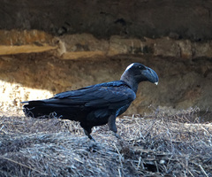 Corvus crassirostris