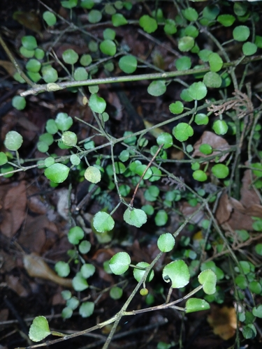 Poataniwha (Melicope simplex)