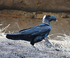 Corvus crassirostris