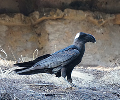Corvus crassirostris
