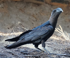 Corvus crassirostris
