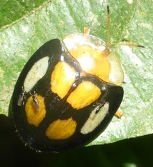 Aspidimorpha bimaculata