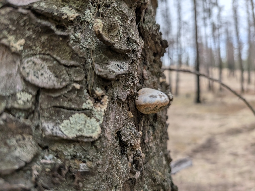 Cryptoporus volvatus · March 2026 · photo: © kalvinchan (iNaturalist, cc-by)