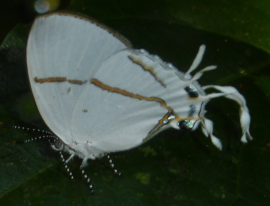 Aurivillius’ Common False Head