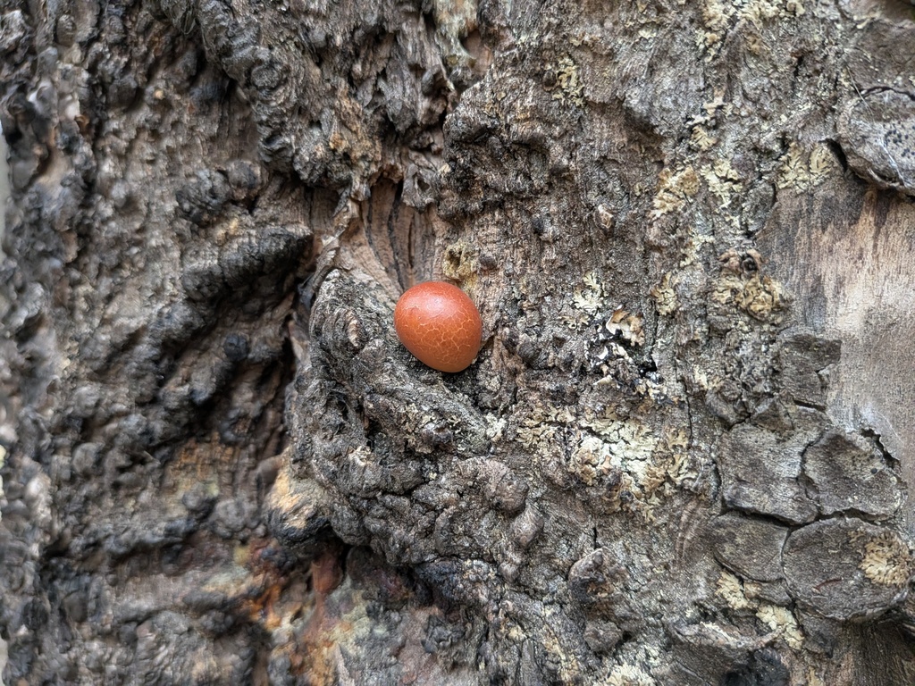 Cryptoporus volvatus · March 2026 · photo: © kalvinchan (iNaturalist, cc-by)