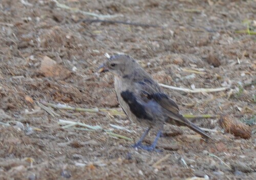 Screaming Cowbird
