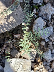 Astragalus nuttallianus