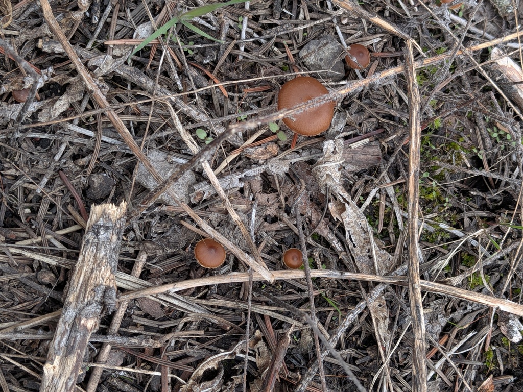 Tubaria furfuracea · March 2026 · photo: © kalvinchan (iNaturalist, cc-by)