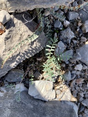 Astragalus nuttallianus