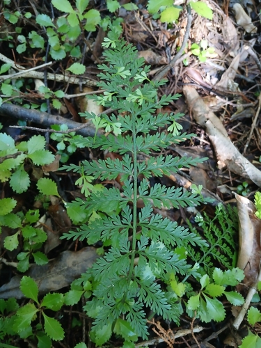 hen and chickens fern (Asplenium gracillimum)