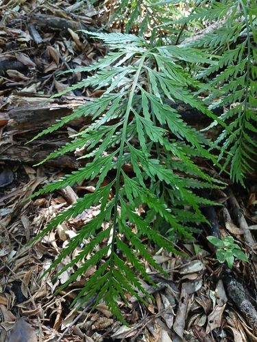 Hen and Chicks Fern (Asplenium bulbiferum)
