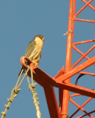 Peregrine Falcon