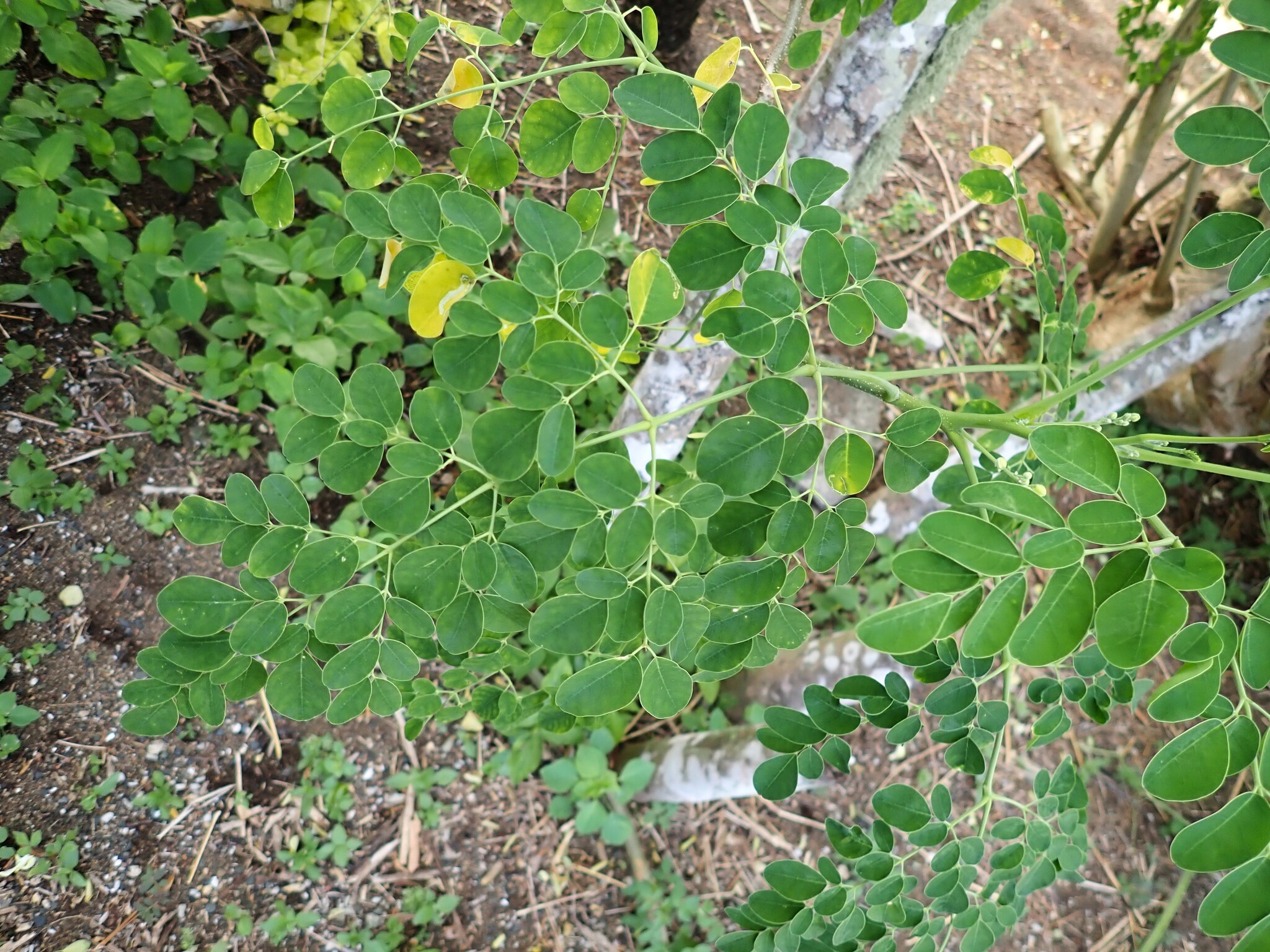 Horseradishtree (Moringa oleifera)