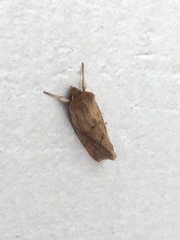 Zosteropoda