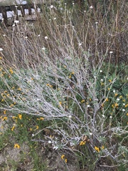 Encelia actoni