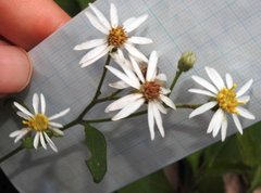 Aster baccharoides
