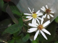 Aster baccharoides