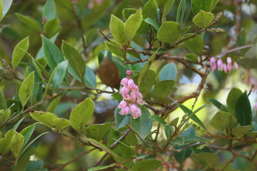 Indian Cranberry (Vaccinium symplocifolium)