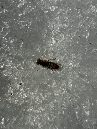 Unknown species found near Lake County, US-OR, US