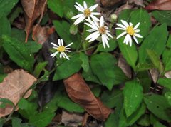 Aster baccharoides