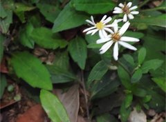 Aster baccharoides