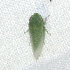 Xerophloea viridis