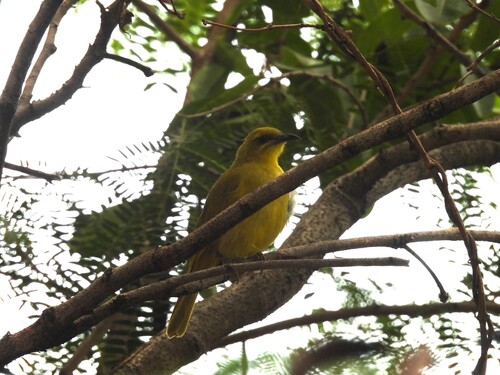 Yellow Honeyeater (Stomiopera flava), photo 10