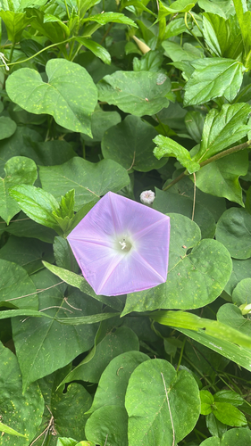 Ipomoea indica observed 2026-03-25