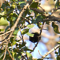 Passeriformes