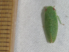 Rugosana querci