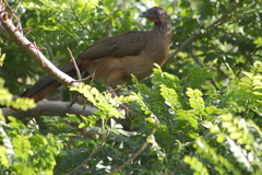 Ortalis ruficauda ruficauda