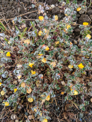 Acmispon wrangelianus