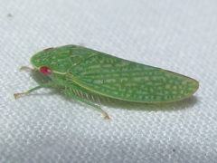 Rugosana querci