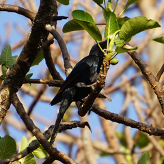 Onychognathus morio