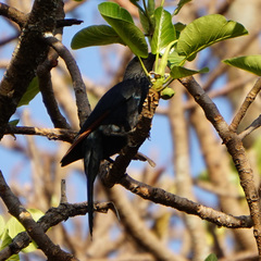 Onychognathus morio