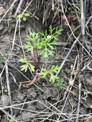 Apiastrum angustifolium