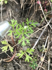 Apiastrum angustifolium