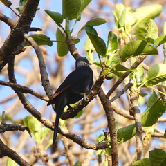 Onychognathus morio