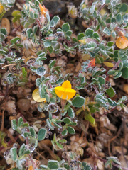 Acmispon wrangelianus