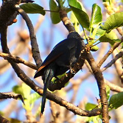 Onychognathus morio