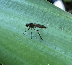Chiromyzinae