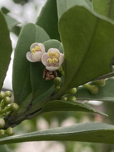 Maximowicz's holly (Ilex maximowicziana)