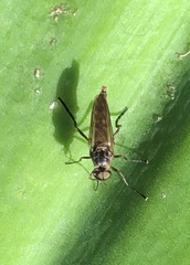 Chiromyzinae
