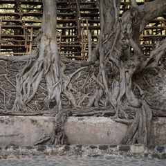 Ficus