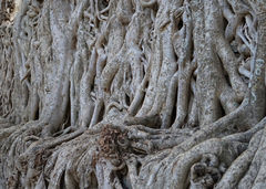 Ficus
