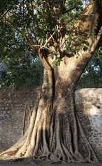 Ficus
